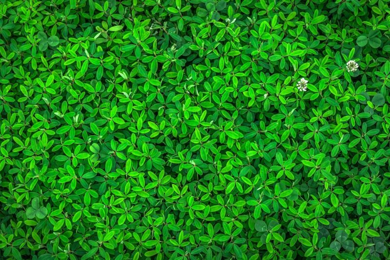 Leaves g9e1f363dd 1920